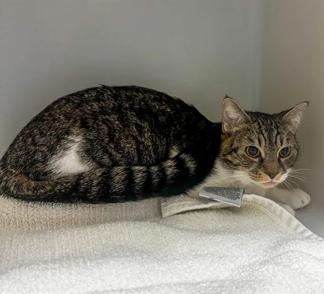A young medium-sized female Domestic Short Hair cat named Sallie for adoption in Statesville, NC
