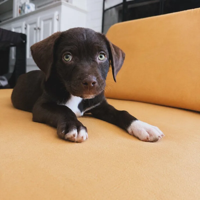 A baby small-sized female Brown / Chocolate Labrador Retriever dog named Ember for adoption in Piedmont, OK