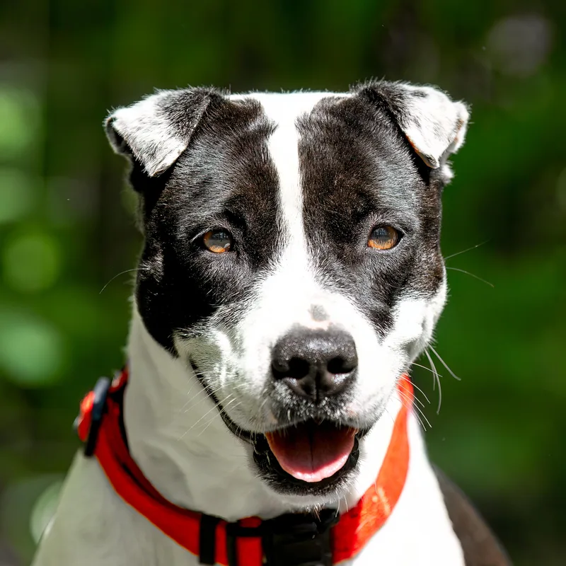 A young medium-sized female Black Shar-Pei dog named Betsy for adoption in Tomball, TX