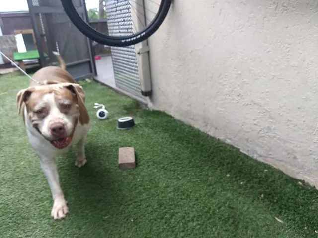 An adult large-sized female Pit Bull Terrier dog named Hazel for adoption in Fort Lauderdale, FL