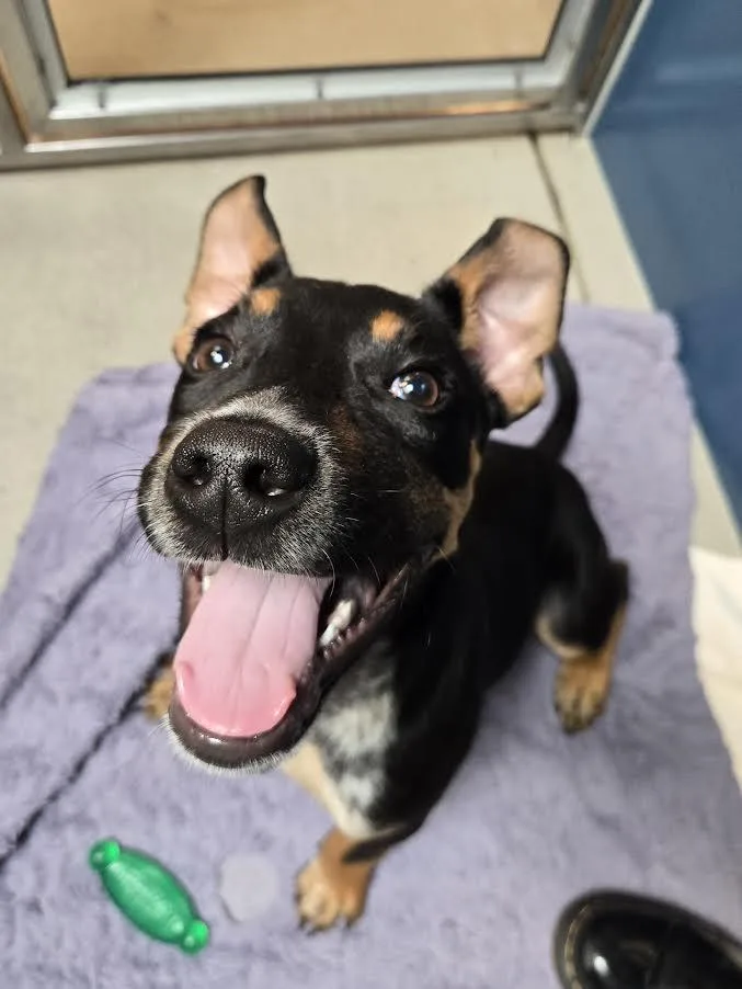 A baby large-sized male Tricolor (Brown, Black, & White) Mixed Breed dog named Diego for adoption in Bellingham, WA