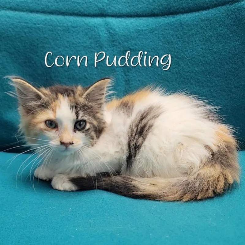 Corn Pudding