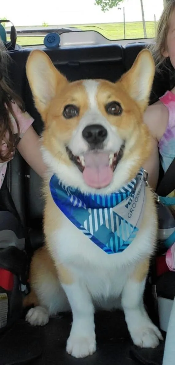 An adult small-sized male Corgi dog named Louie for adoption in Martinsville, IN