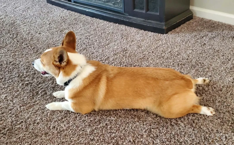Louie thumbnail 2