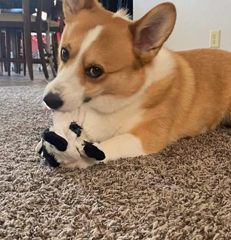 Louie thumbnail 3
