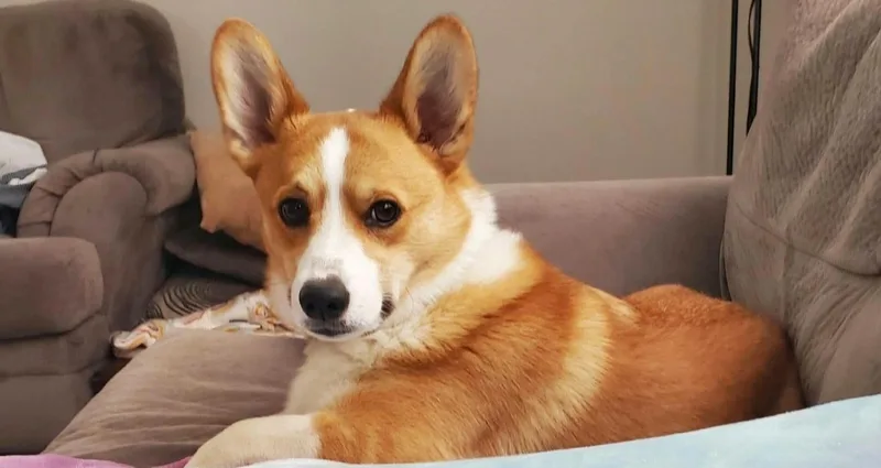 Louie thumbnail 4