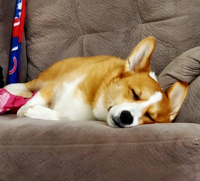 Louie thumbnail 5