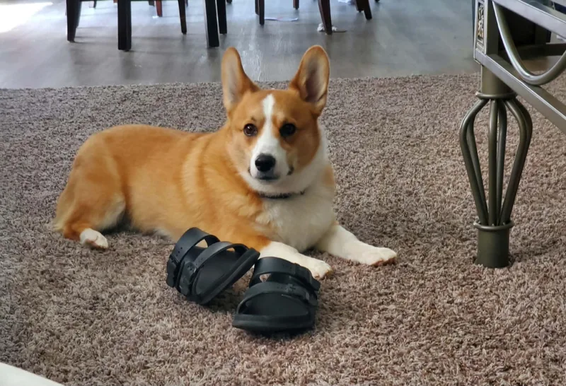 Louie thumbnail 6