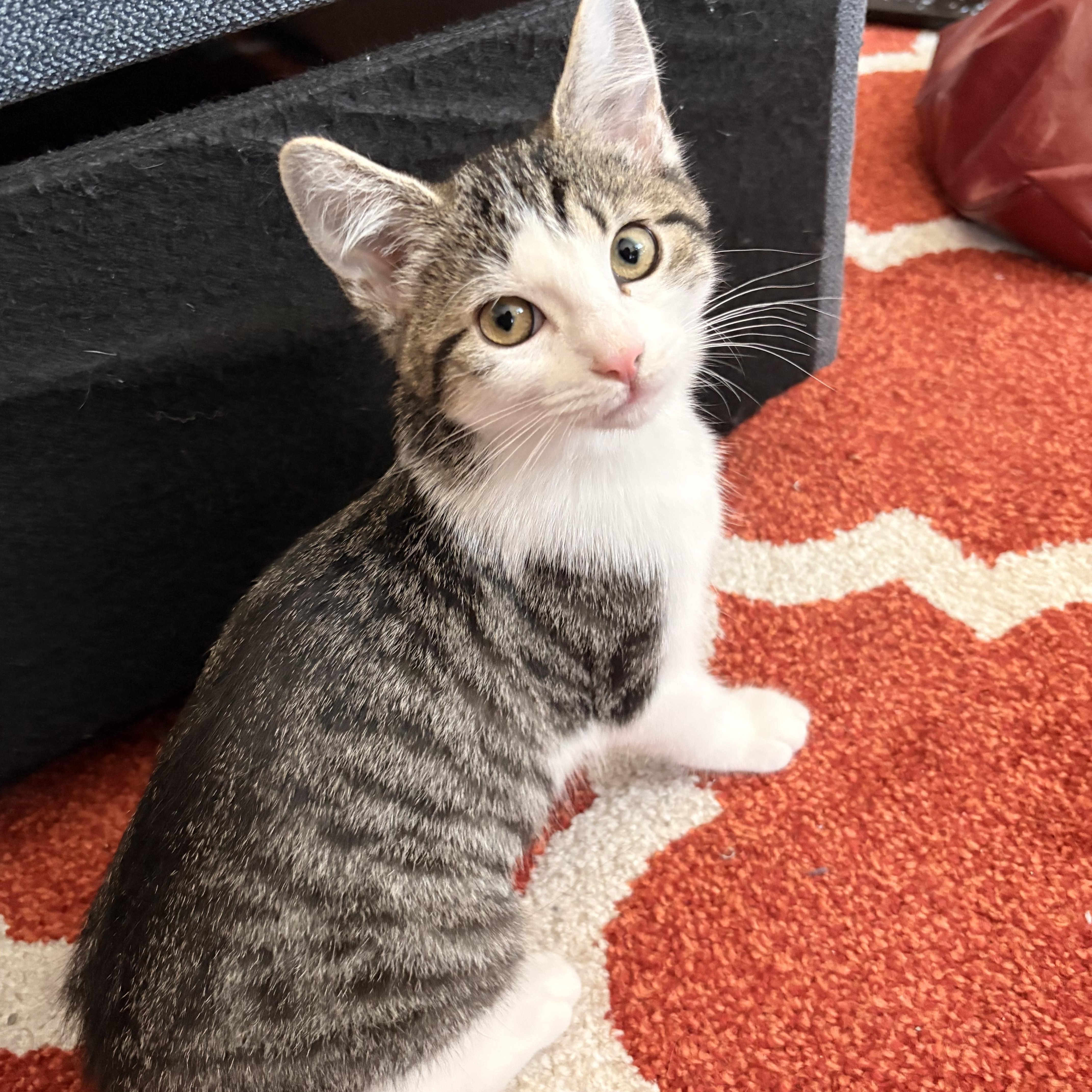 A baby small-sized female Domestic Short Hair cat named Lexus for adoption in Indianapolis, IN