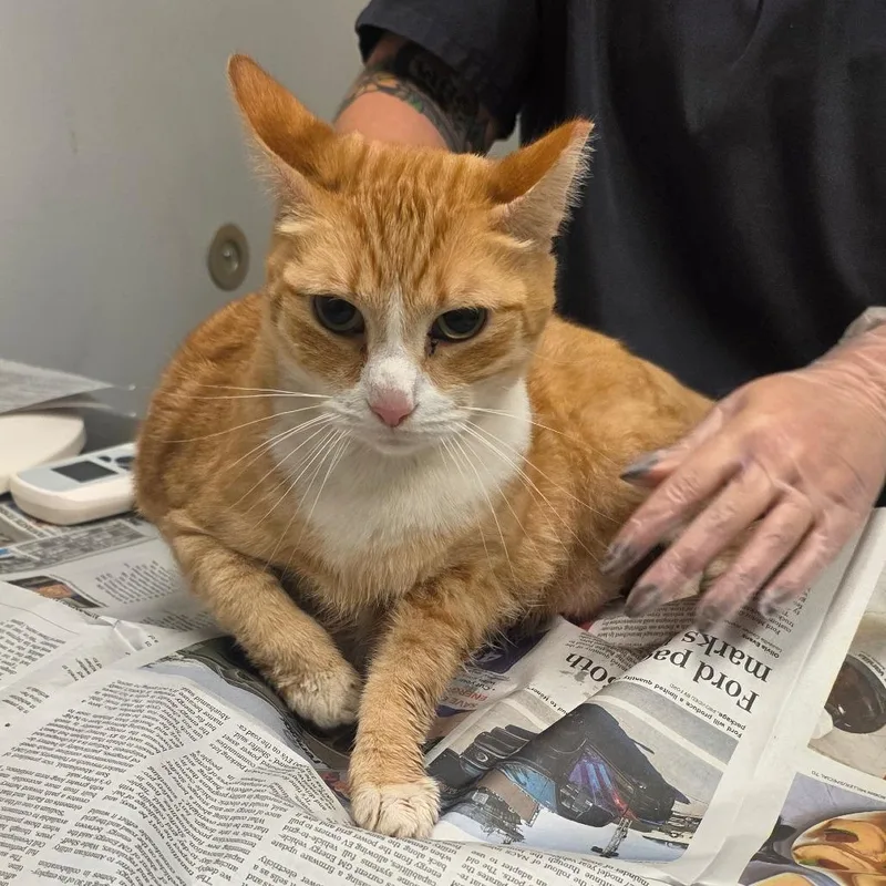 A senior large-sized male Domestic Short Hair cat named Baxter for adoption in Jacksonville, FL
