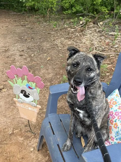 An adult medium-sized female Mixed Breed dog named Bunny for adoption in Charlotte, NC