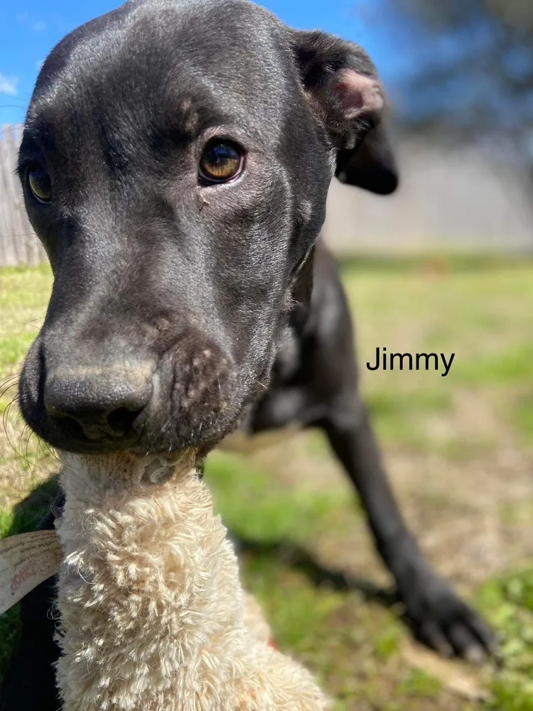 An adult medium-sized male Tricolor (Brown, Black, & White) Labrador Retriever dog named Jimmy for adoption in Pontotoc, MS