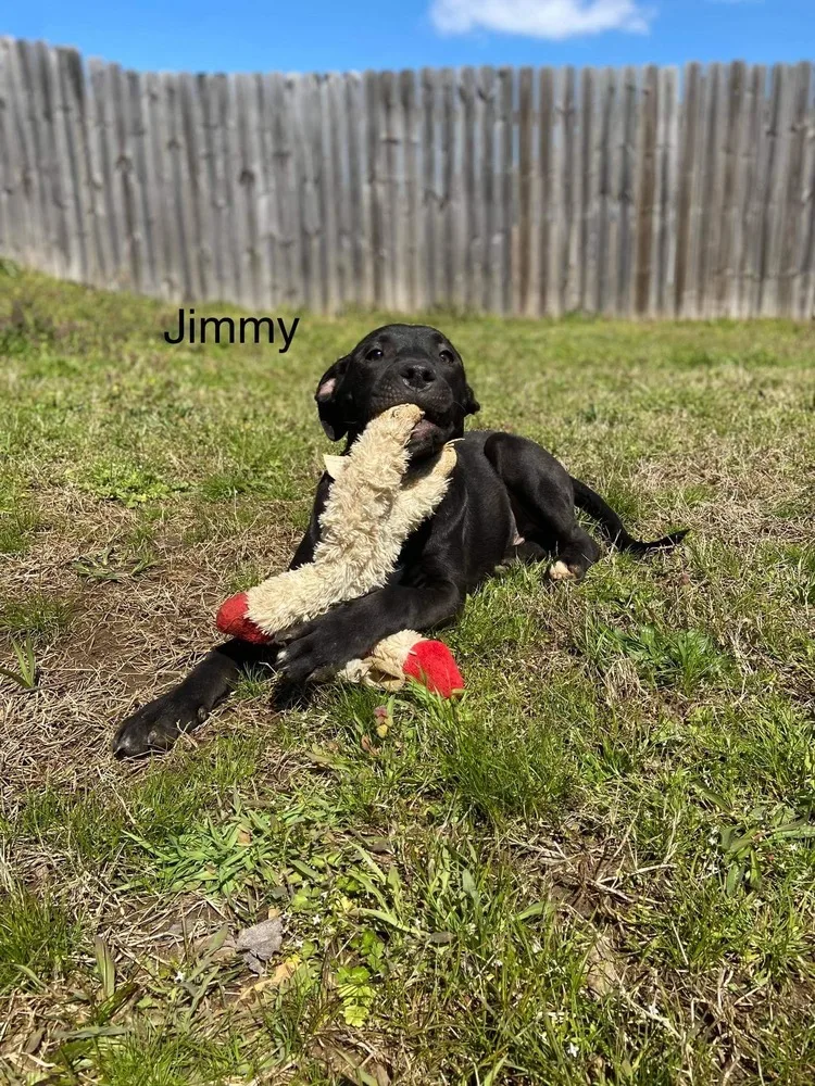 Jimmy thumbnail 2