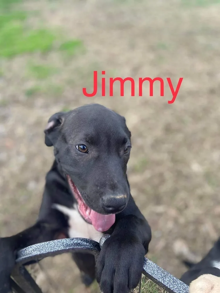 Jimmy thumbnail 4