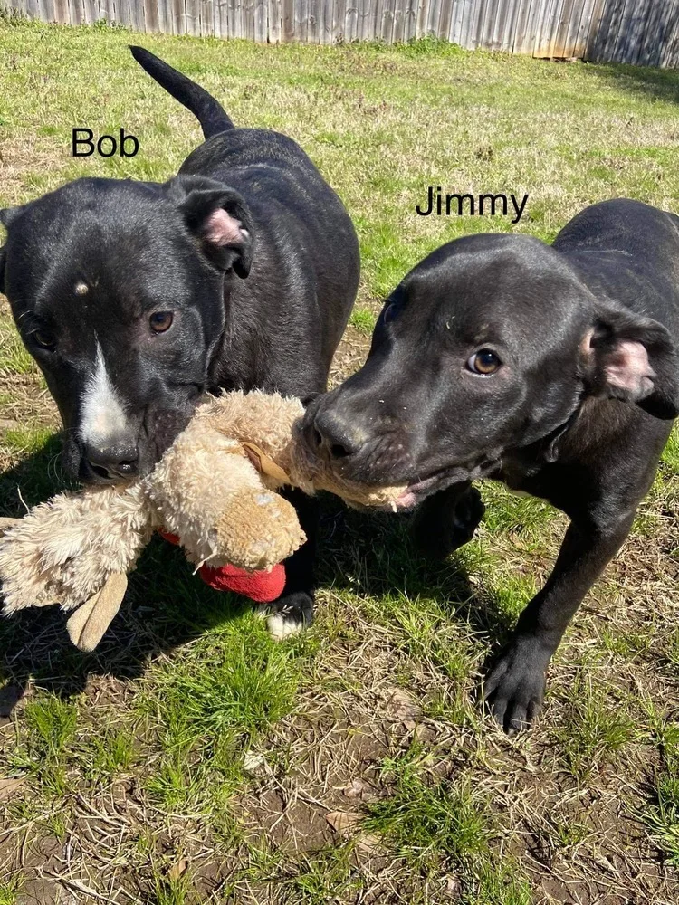 Jimmy thumbnail 5