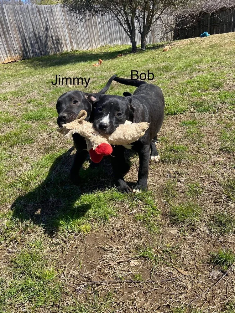 Jimmy thumbnail 6