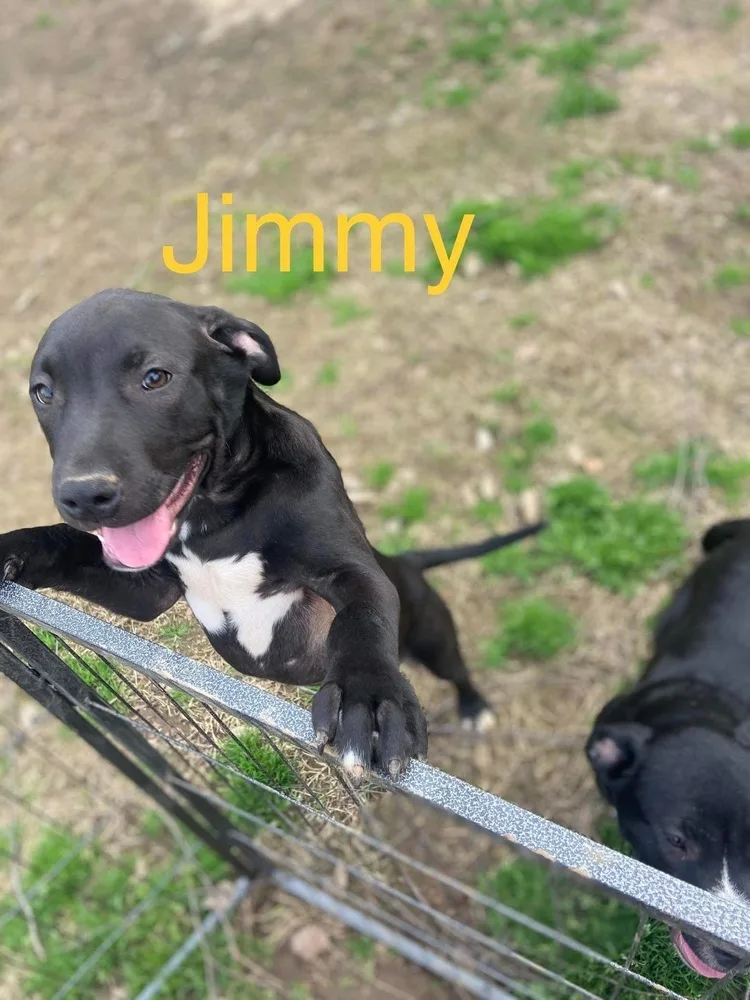 Jimmy thumbnail 7