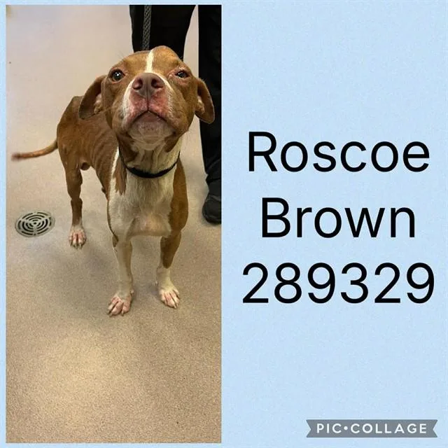 A young medium-sized male Mixed Breed dog named Roscoe Brown for adoption in Macon, GA