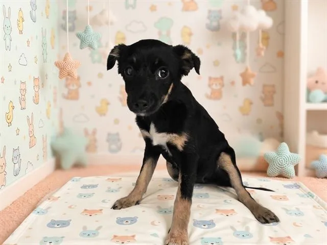 A young small-sized female Chihuahua dog named Bayella for adoption in Bakersfield, CA