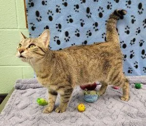 An adult medium-sized female Domestic Short Hair cat named Lisa for adoption in Bucyrus, OH