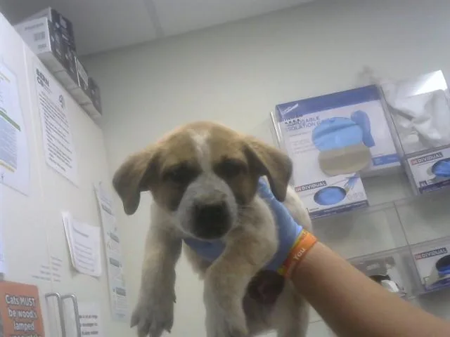 A baby small-sized male German Shepherd Dog dog named Brett for adoption in Albuquerque, NM