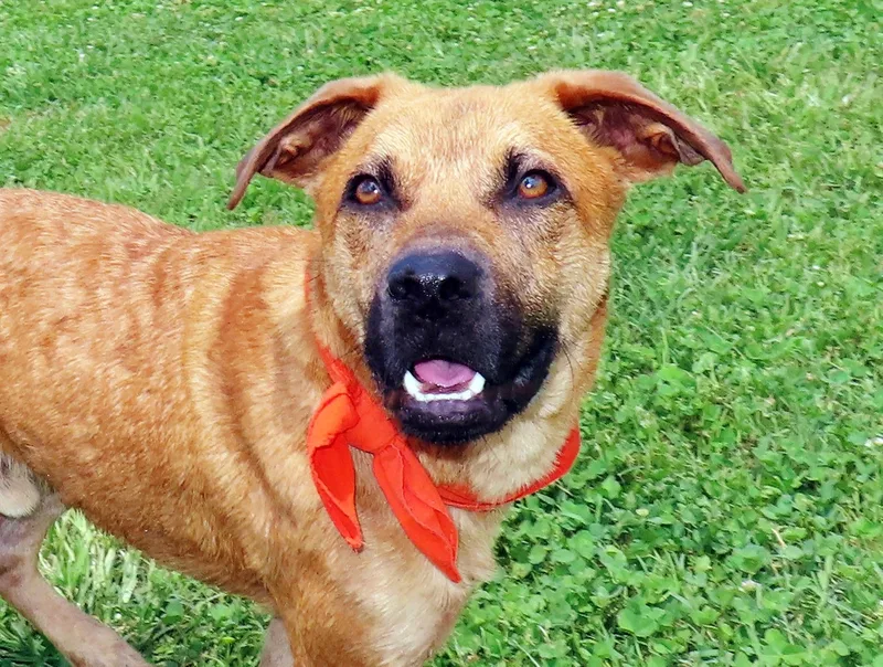 A baby medium-sized male Black Mouth Cur dog named Catfish C for adoption in Rogers, AR