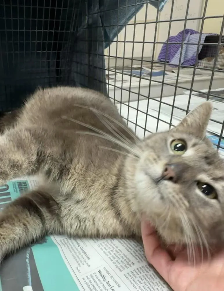 A young medium-sized female Gray / Blue / Silver Domestic Short Hair cat named Shay for adoption in Telford, PA
