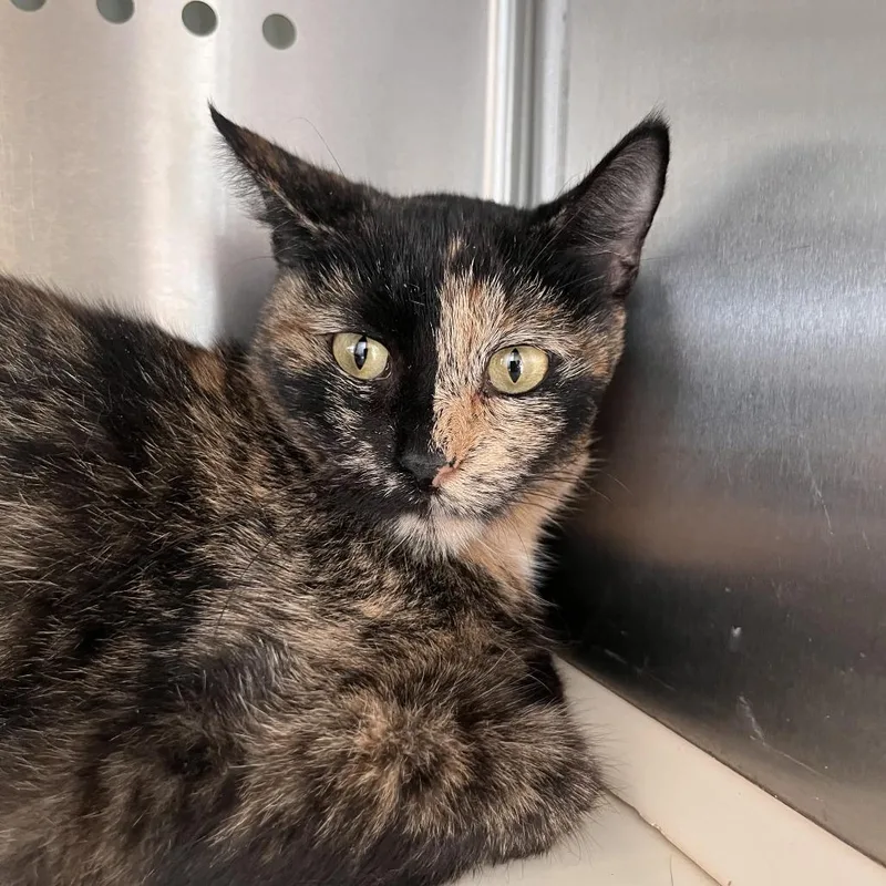 A young medium-sized female Black Domestic Short Hair cat named Jumanji for adoption in Washburn, MO