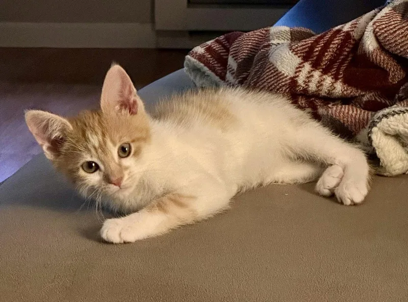 A baby medium-sized male Orange & White Domestic Short Hair cat named Sunny for adoption in Stewartsville, NJ