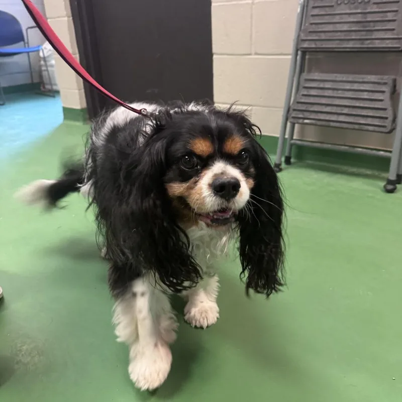 An adult small-sized male Black Cavalier King Charles Spaniel dog named Buddy for adoption in South Haven, MI