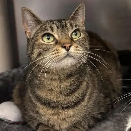 An adult medium-sized female Tabby (Brown / Chocolate) Domestic Short Hair cat named Skittles for adoption in Manahawkin, NJ