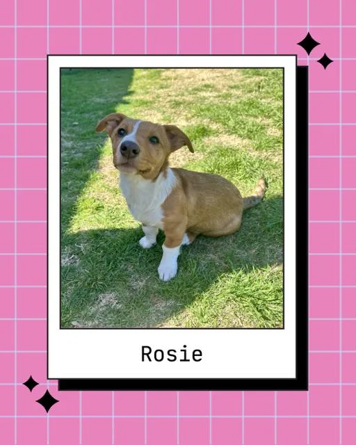Rosie