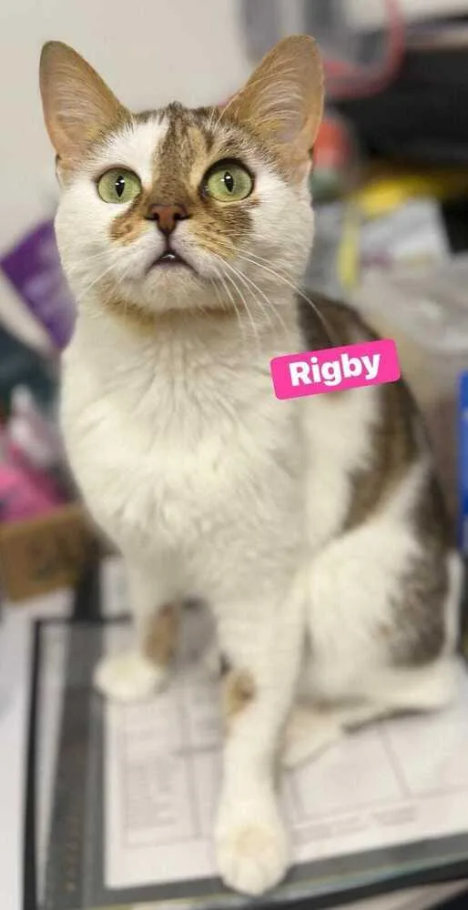 An adult medium-sized female Black & White / Tuxedo Domestic Short Hair cat named Rigby for adoption in Jessup, MD
