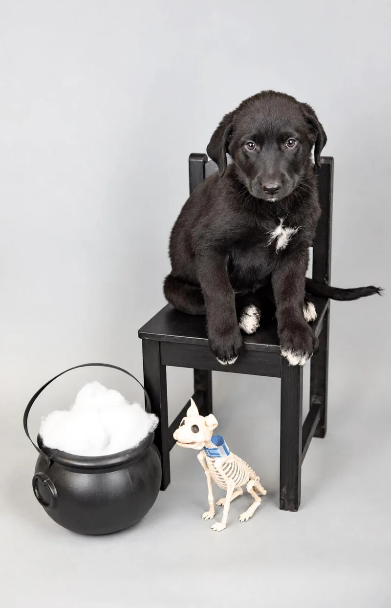 A baby large-sized male Great Pyrenees dog named 867-26 for adoption in Brighton, CO