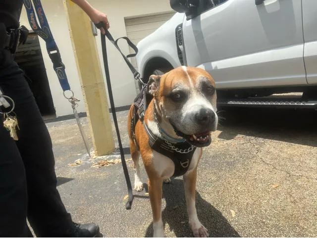 An adult large-sized male Mixed Breed dog named Monty for adoption in West Palm Beach, FL
