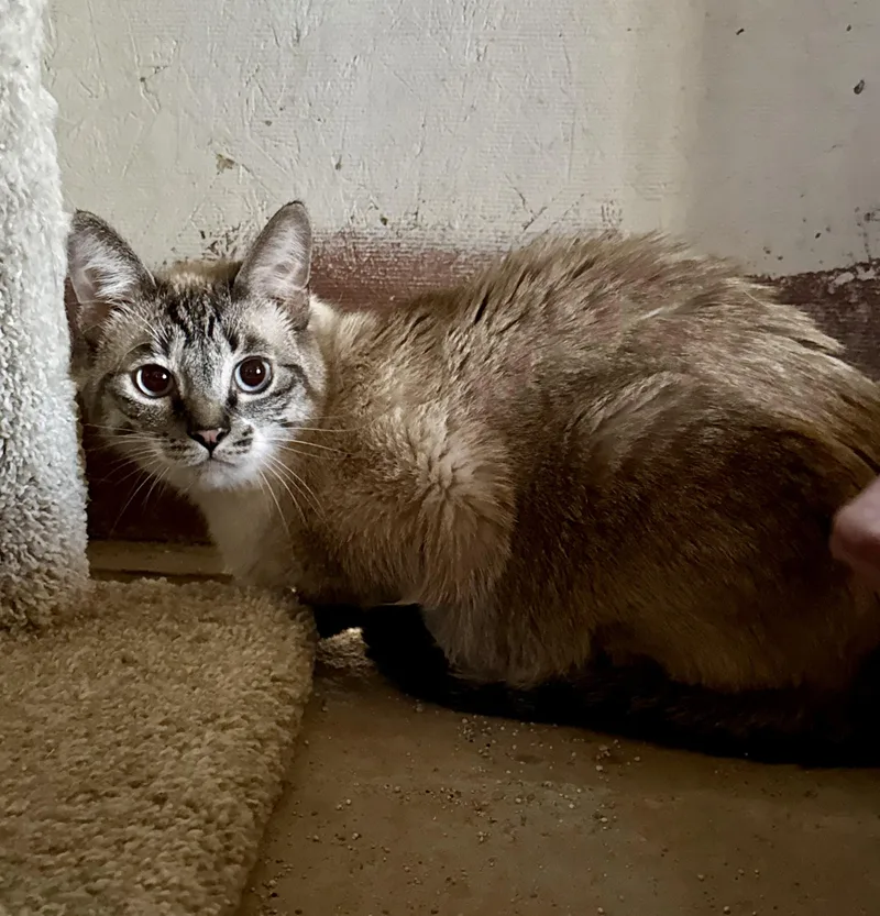 Mochi