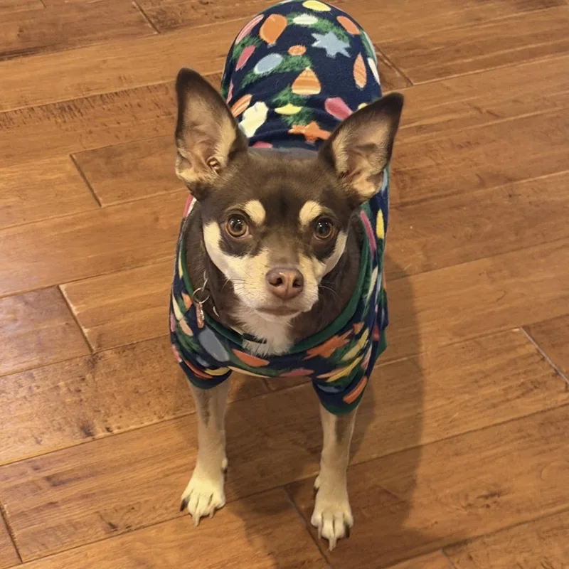 An adult medium-sized female Brown / Chocolate Miniature Pinscher dog named Lily for adoption in Wichita, KS