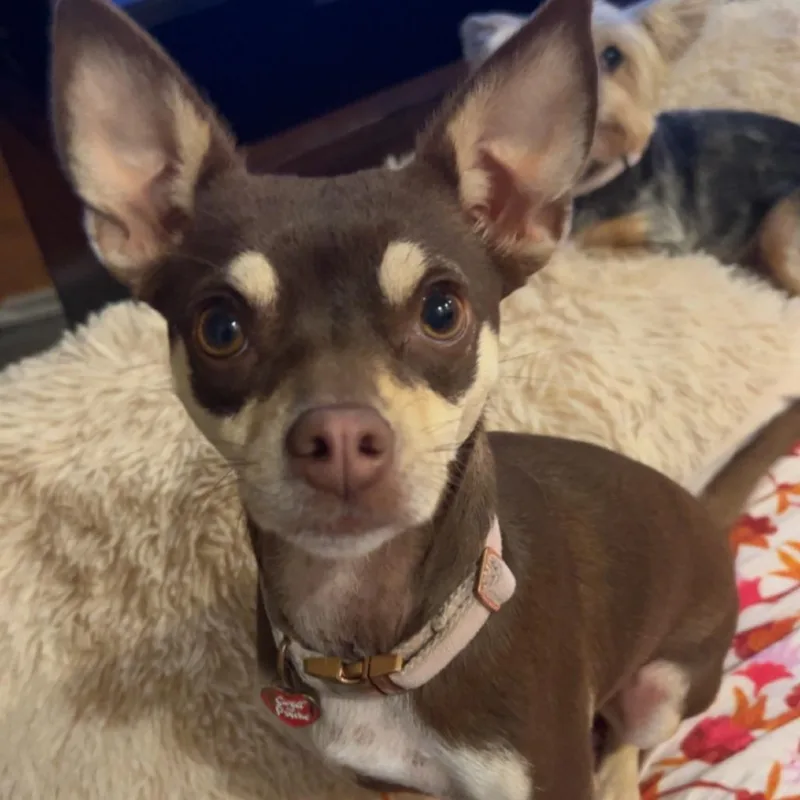 Lily thumbnail 2