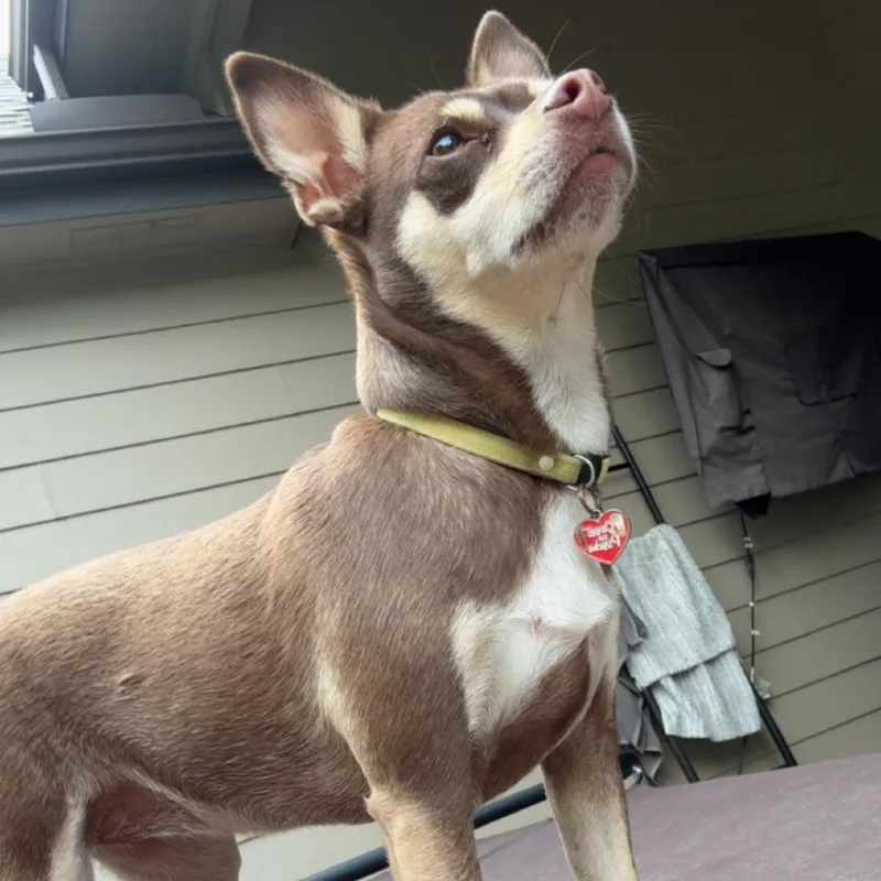 Lily thumbnail 3