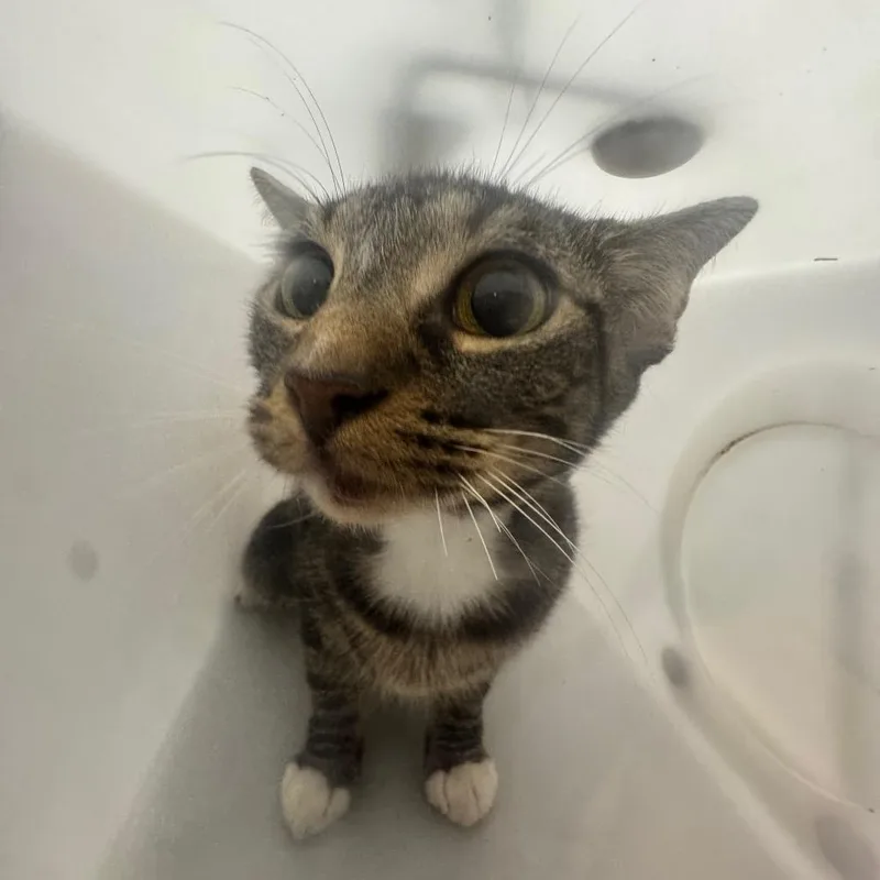 An adult medium-sized female Domestic Medium Hair cat named Sakara for adoption in Columbiana, AL