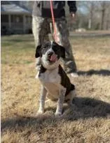 An adult medium-sized female Mixed Breed dog named Everly for adoption in West Chester, PA