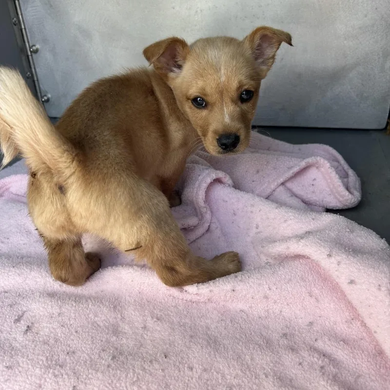 A baby small-sized male Yellow / Tan / Blond / Fawn Mixed Breed dog named James Bond for adoption in Greensboro, NC