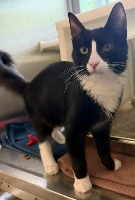 A young medium-sized male Domestic Medium Hair cat named Gunner for adoption in Brighton, CO