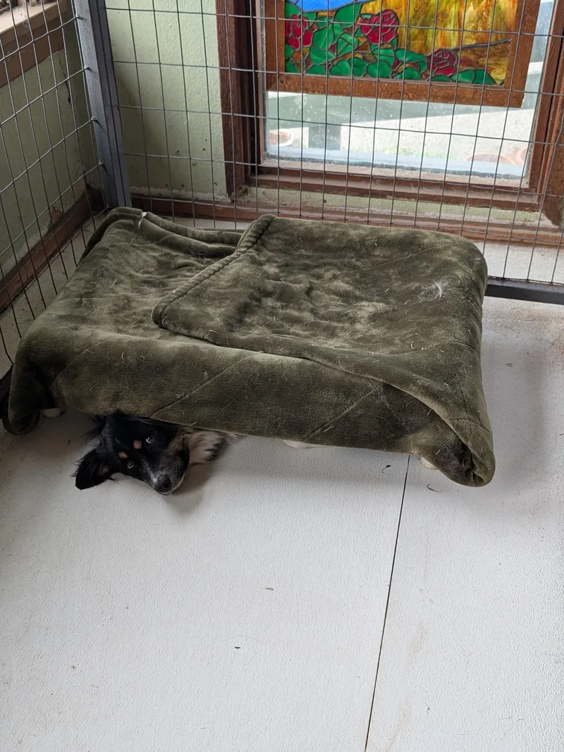 An adult small-sized female Black Australian Shepherd dog named Cherie for adoption in COEUR D ALENE, ID