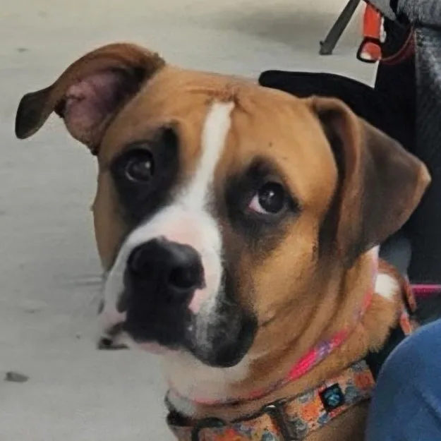 An adult large-sized female Apricot / Beige Boxer dog named Poppy for adoption in CORPUS CHRISTI, TX