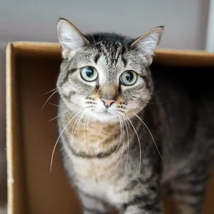 An adult small-sized female Gray / Blue / Silver Domestic Short Hair cat named Olivia for adoption in Atlanta, GA
