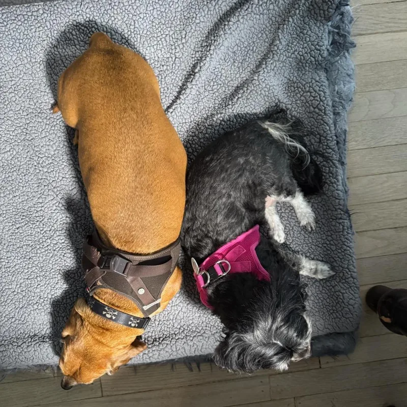 A senior small-sized female Shih Tzu dog named Rebecca Black for adoption in San Francisco, CA