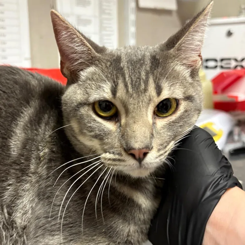 An adult medium-sized male Gray / Blue / Silver Domestic Short Hair cat named Abalone for adoption in Yuma, AZ