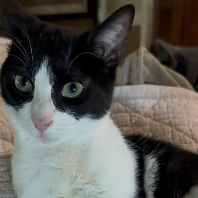A young medium-sized male Black & White / Tuxedo Domestic Short Hair cat named Sylvester for adoption in Monrovia , CA