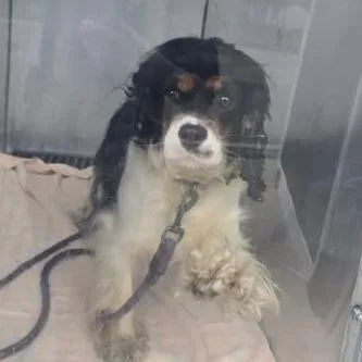 An adult small-sized female Black Cocker Spaniel dog named Cambria for adoption in Bristol, IN